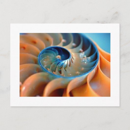 Ansichtkaart - Fibonacci Schelpen Briefkaart (Voorkant)