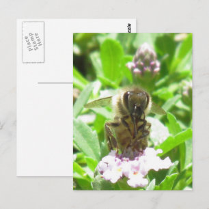 Ansichtkaart – Honingbij op Bloesem Briefkaart