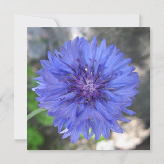 Ansichtkaart Kaart (Voorkant)