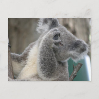 Ansichtkaart Koala QLD Australië Briefkaart