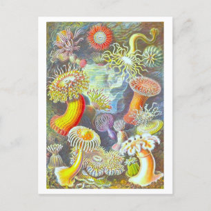 Ansichtkaart met illustratie van oude zeeanemoon briefkaart