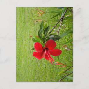 Ansichtkaart met rode bloem op de voorkant briefkaart