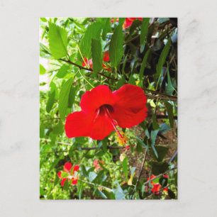 Ansichtkaart met rode bloem op de voorkant briefkaart
