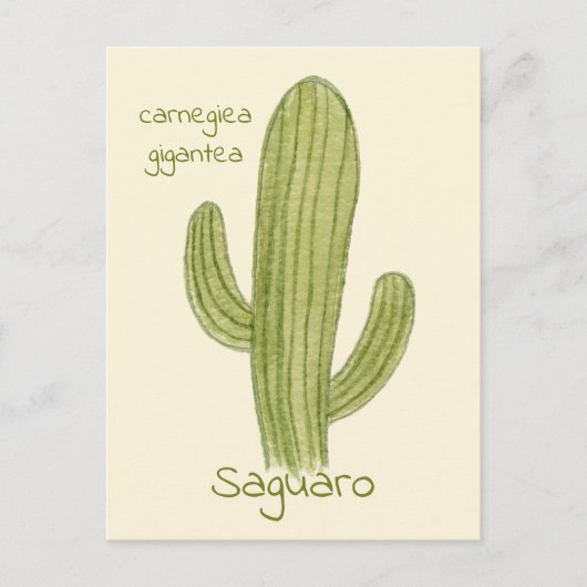 Ansichtkaart met Saguaro Cactus. Briefkaart (Voorkant)