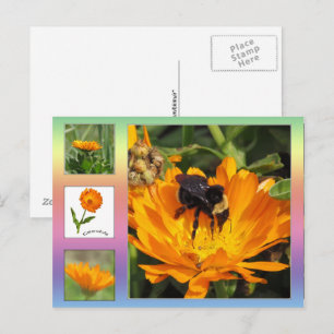 Ansichtkaart – Oranje Calendula Bloemen Briefkaart