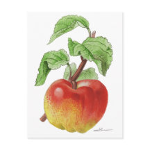 Ansichtkaart "Pomme Jeanne Hardy"