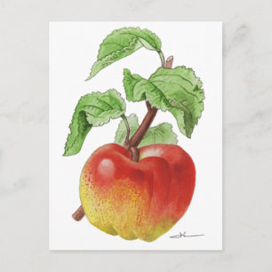 Ansichtkaart "Pomme Jeanne Hardy" Briefkaart