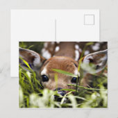 Ansichtkaart - Ree Briefkaart (Voorkant / Achterkant)