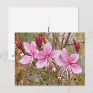 Ansichtkaart - Roze Guara Briefkaart