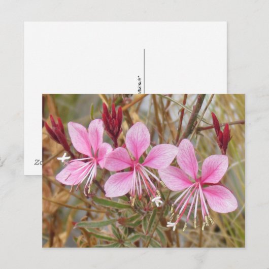 Ansichtkaart - Roze Guara Briefkaart (Voorkant / Achterkant)