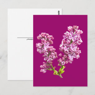 Ansichtkaart - Seringbloesems Briefkaart