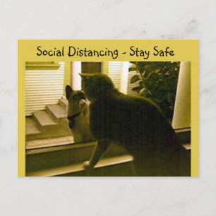 Ansichtkaart - Sociale afstand Cats Briefkaart