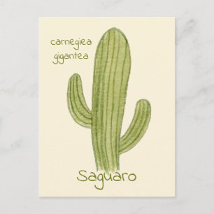 Ansichtkaart van Saguaro Cactus. Briefkaart