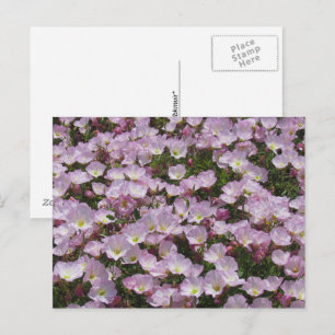 Ansichtkaart - Veld met Roze Bloemen Briefkaart