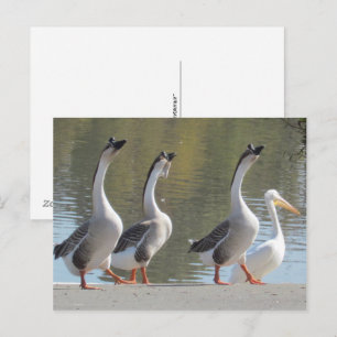 Ansichtkaart - Wandelen aan het meer Briefkaart