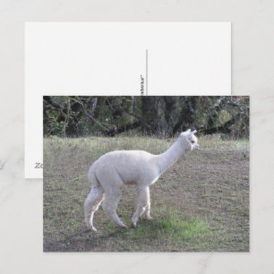 Ansichtkaart - Witte Alpaca in Zonlicht Briefkaart