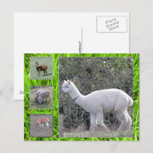 Ansichtkaart - Wol op de hoeve Briefkaart