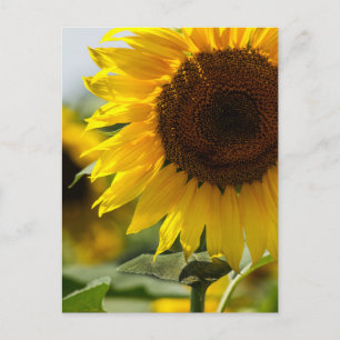 Ansichtkaart - Zonnebloem Zomerpracht Briefkaart