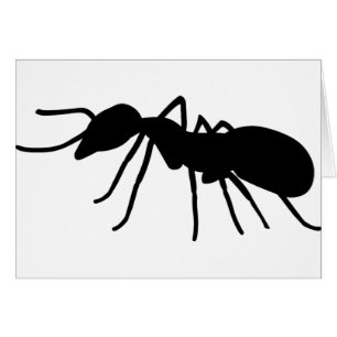 Ant
