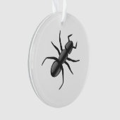 Ant (devant)