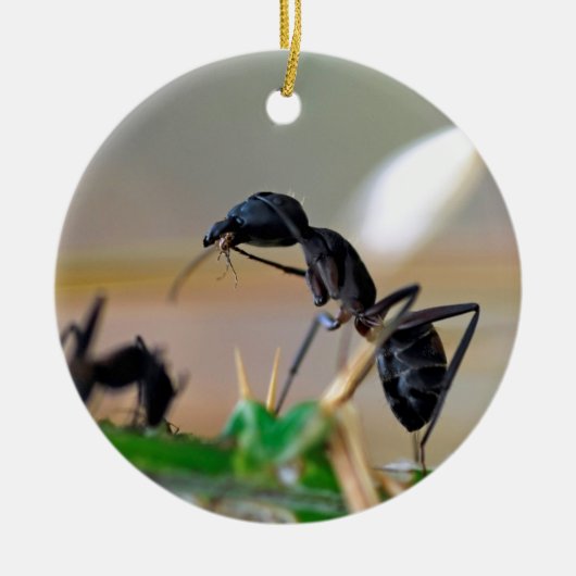 Ant eetinsect keramisch ornament (Voorkant)