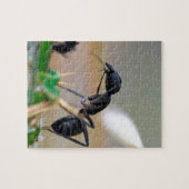 Ant eetinsect legpuzzel (Horizontaal)