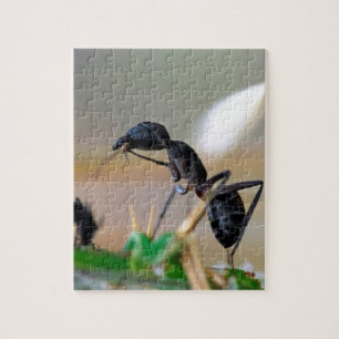 Ant eetinsect legpuzzel