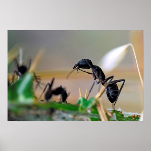 Ant eetinsect poster (Voorkant)