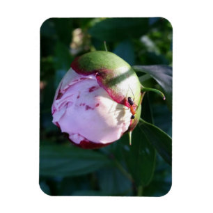 Ant en Shadow op Peony Magneet