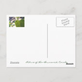 Ant op Leaf Briefkaart (Achterkant)