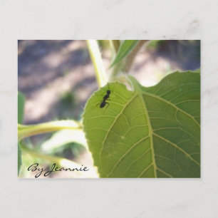 Ant op Leaf Briefkaart