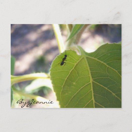 Ant op Leaf Briefkaart (Voorkant)