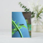 Ant sur les cartes postales feuille (Debout devant)