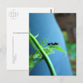 Ant sur les cartes postales feuille (Devant / Derrière)