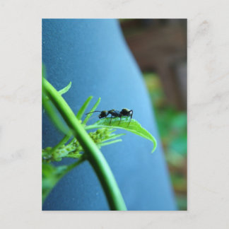 Ant sur les cartes postales feuille
