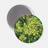 Ant, Web en Weed Magneet (Voorkant / Achterkant)