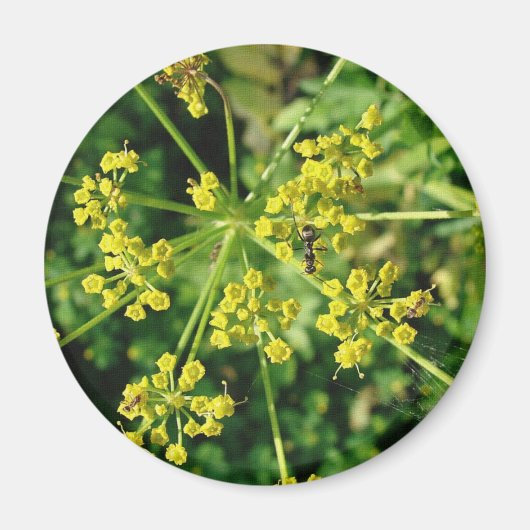 Ant, Web en Weed Magneet (Voorkant)