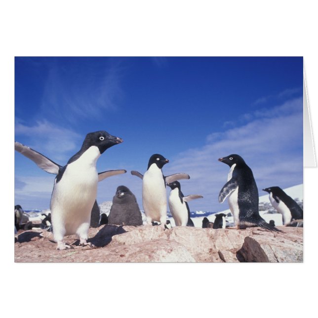 Antarctica, Adelie Penguin Pygoscelis (Voorkant Horizontaal)