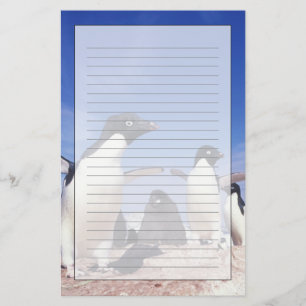 Antarctica, Adelie Penguin Pygoscelis Briefpapier