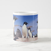 Antarctica, Adelie Penguin Pygoscelis Grote Koffiekop (Voorkant)