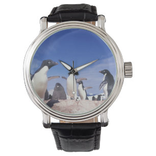 Antarctica, Adelie Penguin Pygoscelis Horloge