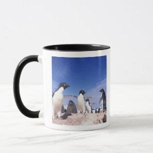 Antarctica, Adelie Penguin Pygoscelis Mok