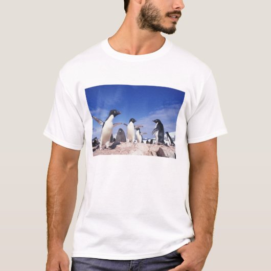Antarctica, Adelie Penguin Pygoscelis T-shirt (Voorkant)