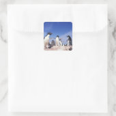 Antarctica, Adelie Penguin Pygoscelis Vierkante Sticker (Tas)