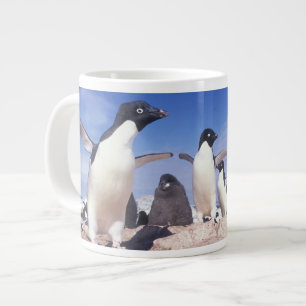Antarctica, Adélie pinguïn Pygoscelis Grote Koffiekop