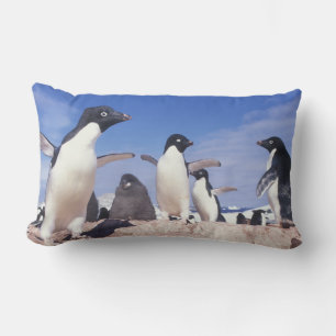 Antarctica, Adélie pinguïn Pygoscelis Kussen