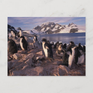 Antarctica, Adelie pinguïnkuikens Briefkaart