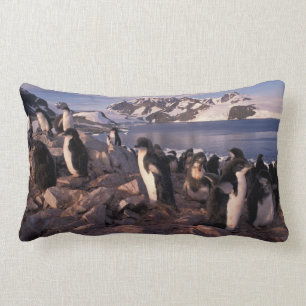 Antarctica, Adelie pinguïnkuikens Kussen