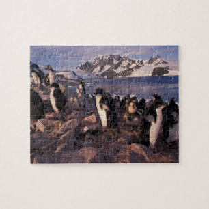 Antarctica, Adelie pinguïnkuikens Legpuzzel