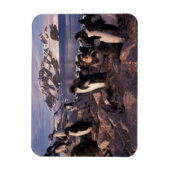 Antarctica, Adelie pinguïnkuikens Magneet (Verticaal)